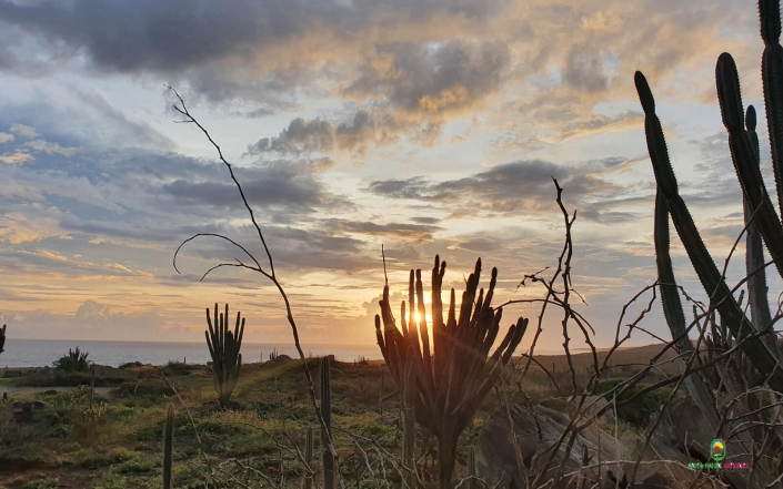 cactus sunset aruba