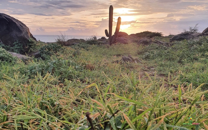 sunrise cactus aruba