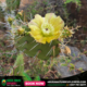 Opuntia Cactus flower aruba