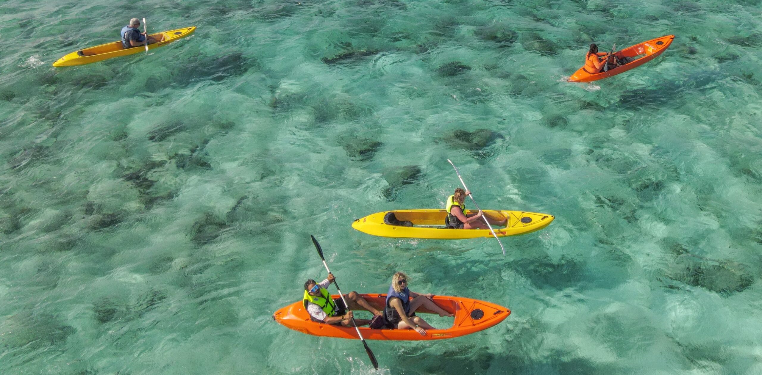 Colorful tropical fish swimming in clear waters