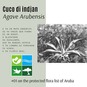A rare Agave Arubensis plant, also known as Cuco di Indjan, growing in the wild in Aruba