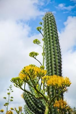 Agave Pita, also known as Cuco di Indjan, thriving in Aruba’s desert landscape