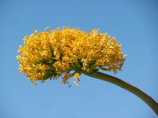 A variety of Agave plants growing in Aruba’s dry, open lands