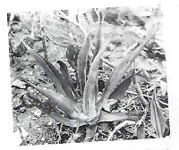 A rare Agave Rutteniae plant, one of Aruba’s most endangered native species