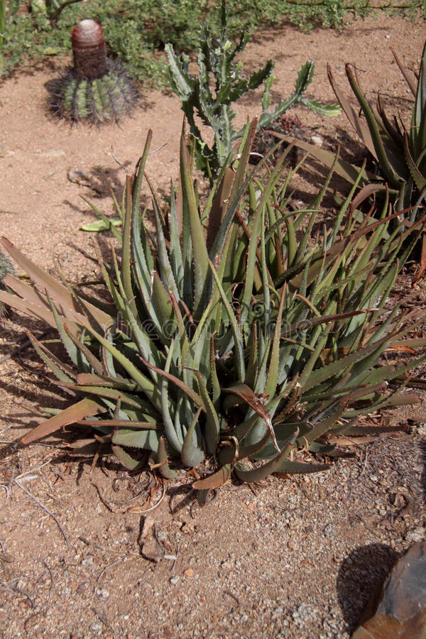 Aloe Vera plants growing in a field in Aruba, once a major export crop