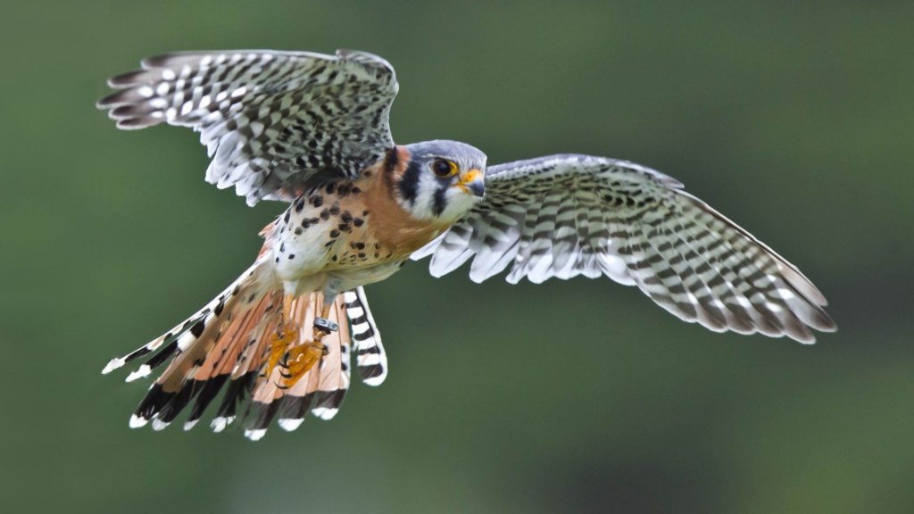 American Kestrel hovering mid-air while hunting in Aruba