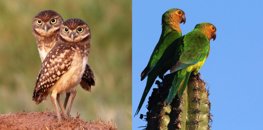 Aruba’s national symbol, the Shoco, perched on a rock.