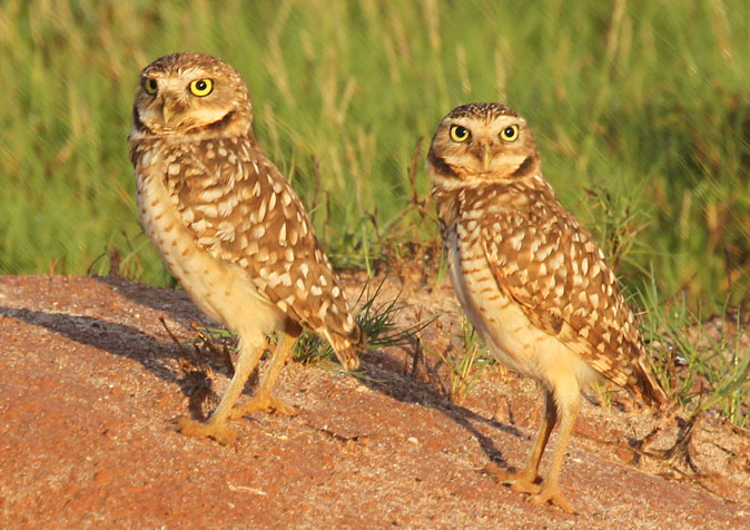A Burrowing Owl, known as "Shoco," standing near its burrow in Aruba