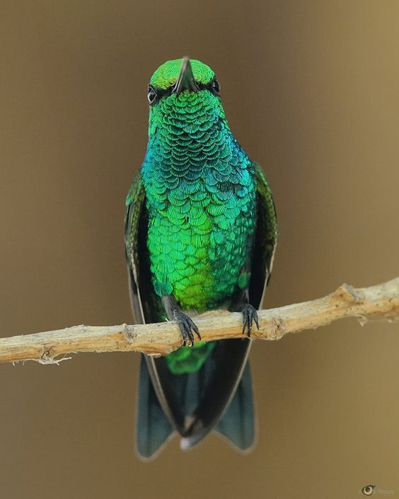 A Blue-Tailed Emerald Hummingbird hovering near a flower in Aruba