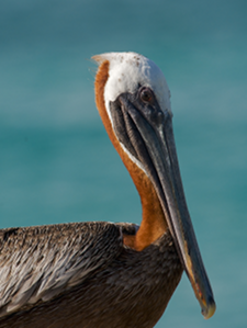 A Brown Pelican diving from 20 meters above the ocean in Aruba