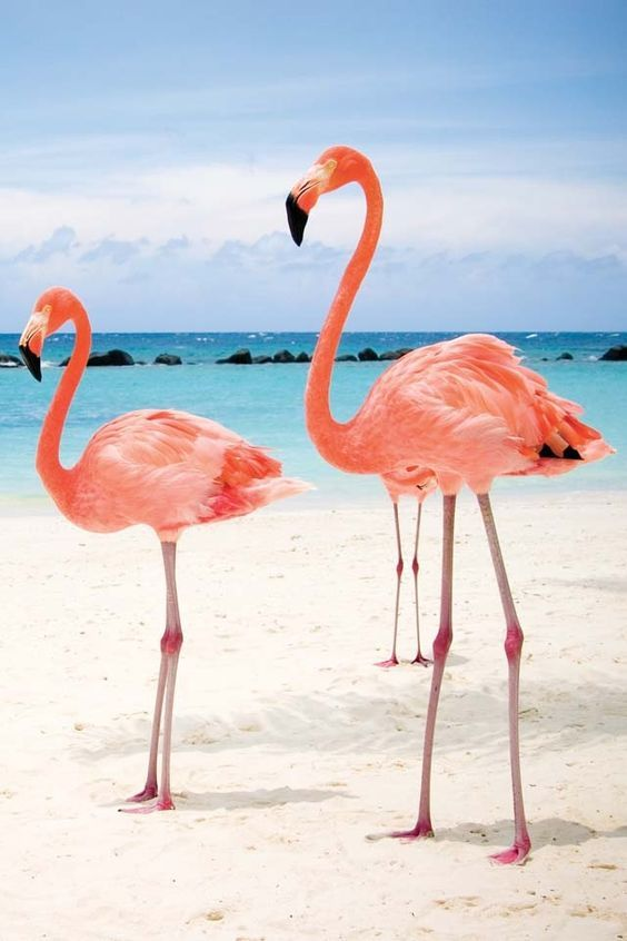 A Caribbean Flamingo standing in shallow water on Renaissance Island, Aruba