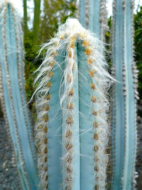 White hairy spines and golden prickles on the branches of the Kadushi di Pushi cactus