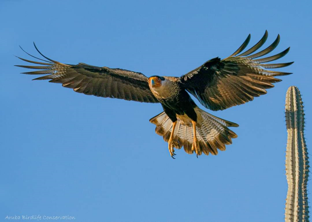 A Crested Caracara, locally called “Warawara,” perched on a cactus in Aruba