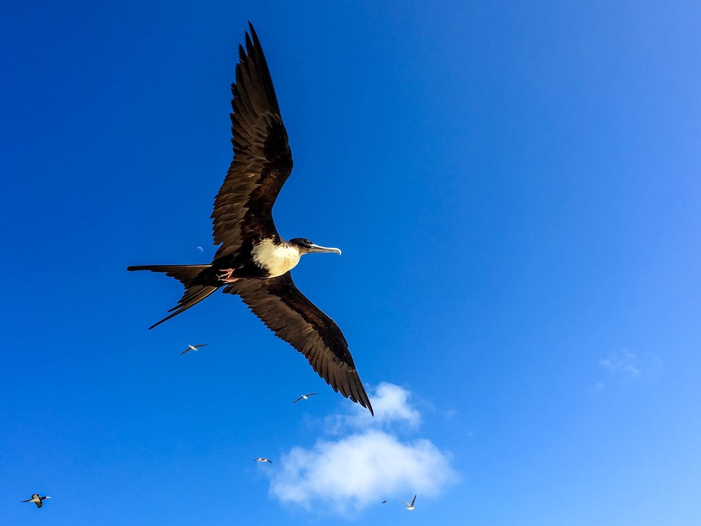 A Magnificent Frigatebird with its forked tail gliding over Aruba’s coastline
