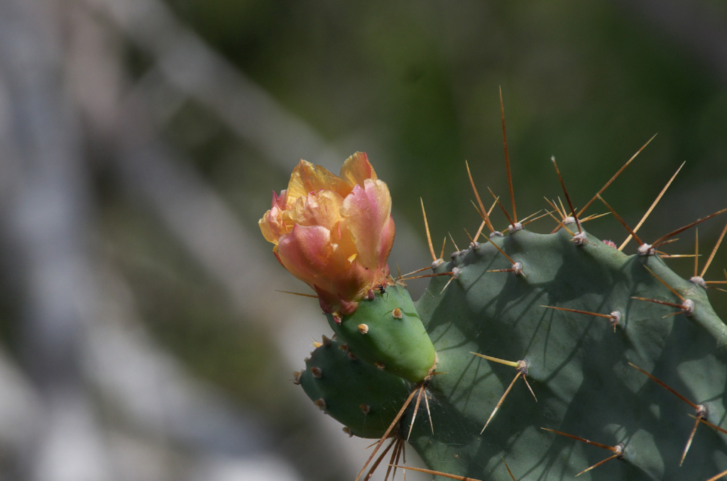 A Prickly Pear Opuntia Cactus with bright yellow flowers in Aruba