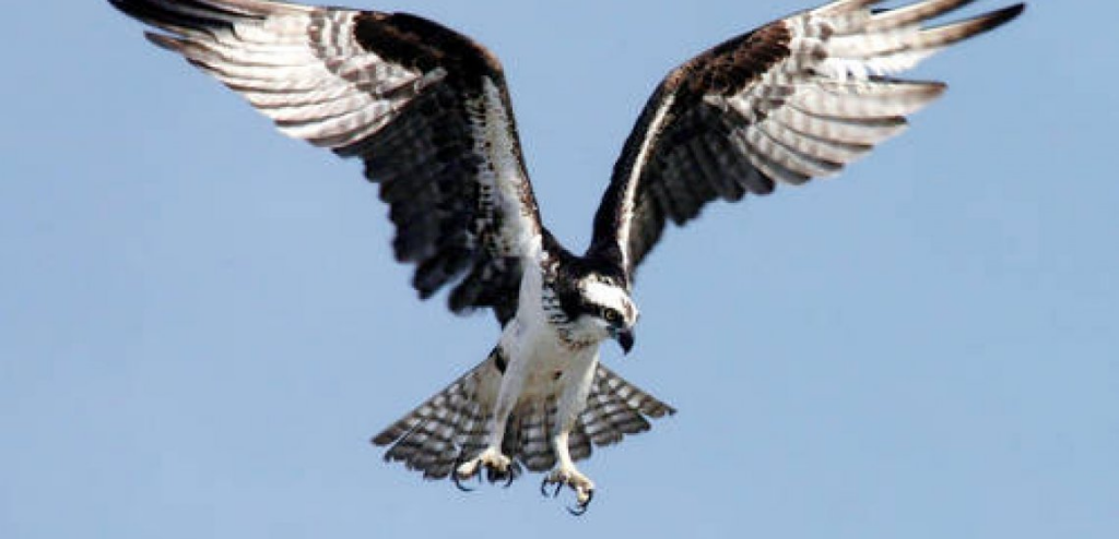 An Osprey hovering over the ocean, searching for fish in Aruba