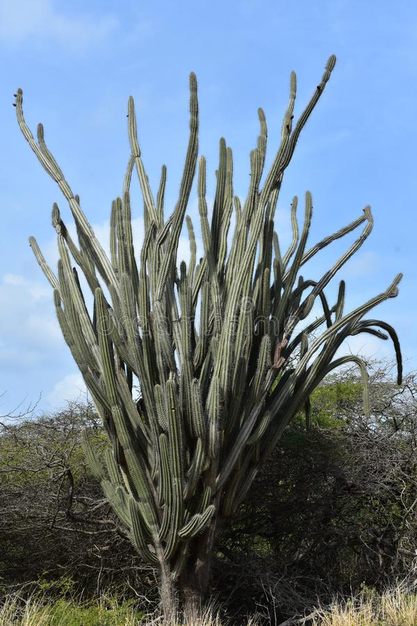 A tall Breba Cactus, also known as Kadushi, standing in Aruba’s dry landscape