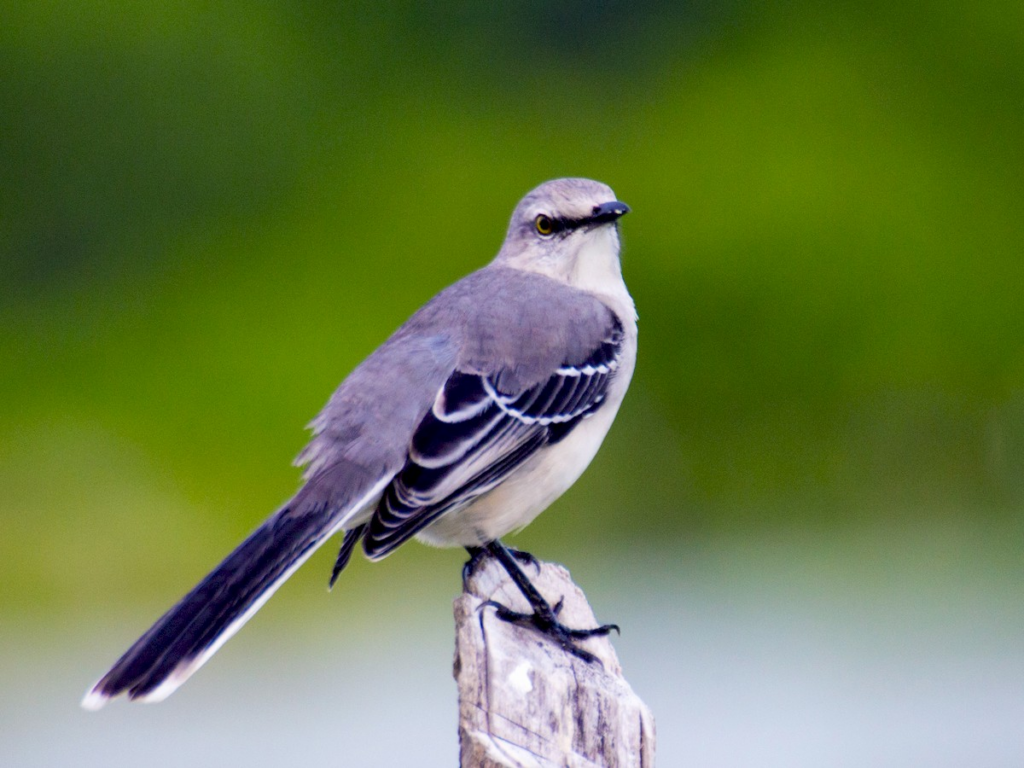 A Tropical Mockingbird, known as “Chuchubi,” singing from a treetop in Aruba