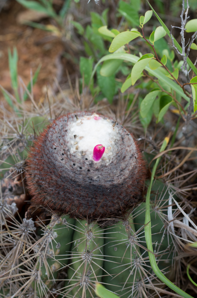 A Turks Cap Cactus, also known as Cabez di Indjan, growing in Aruba’s rocky desert