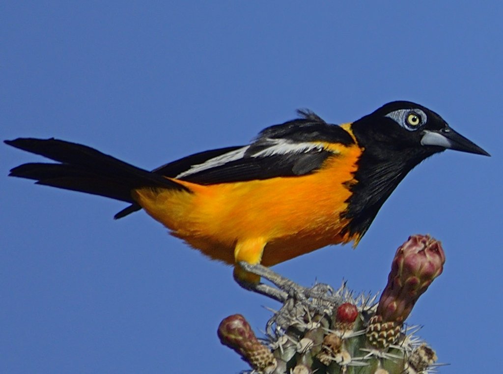 A Venezuelan Troupial, also known as “Trupial,” singing from a treetop in Aruba