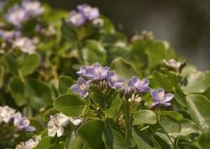 A Wayaka Tree with bluish-purple flowers blooming in Aruba