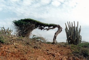 Watapana Tree – The True Identity of Aruba’s Famous “Divi Divi”
