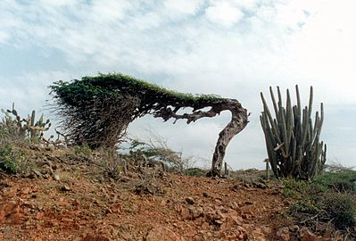A Watapana Tree leaning westward due to Aruba’s trade winds