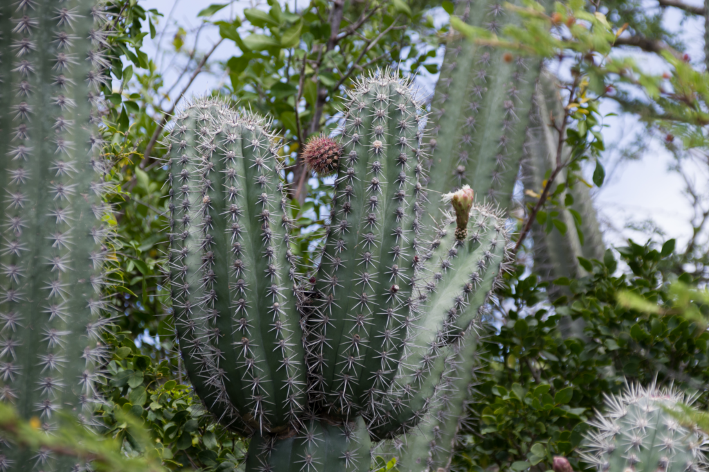 A tall Yatu Cactus, also known as the Organ Pipe Cactus, growing in Aruba’s dry landscape