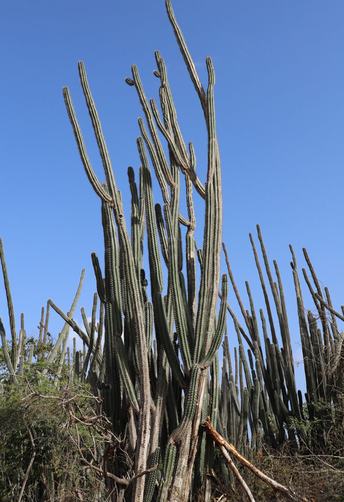 Breba Cactus