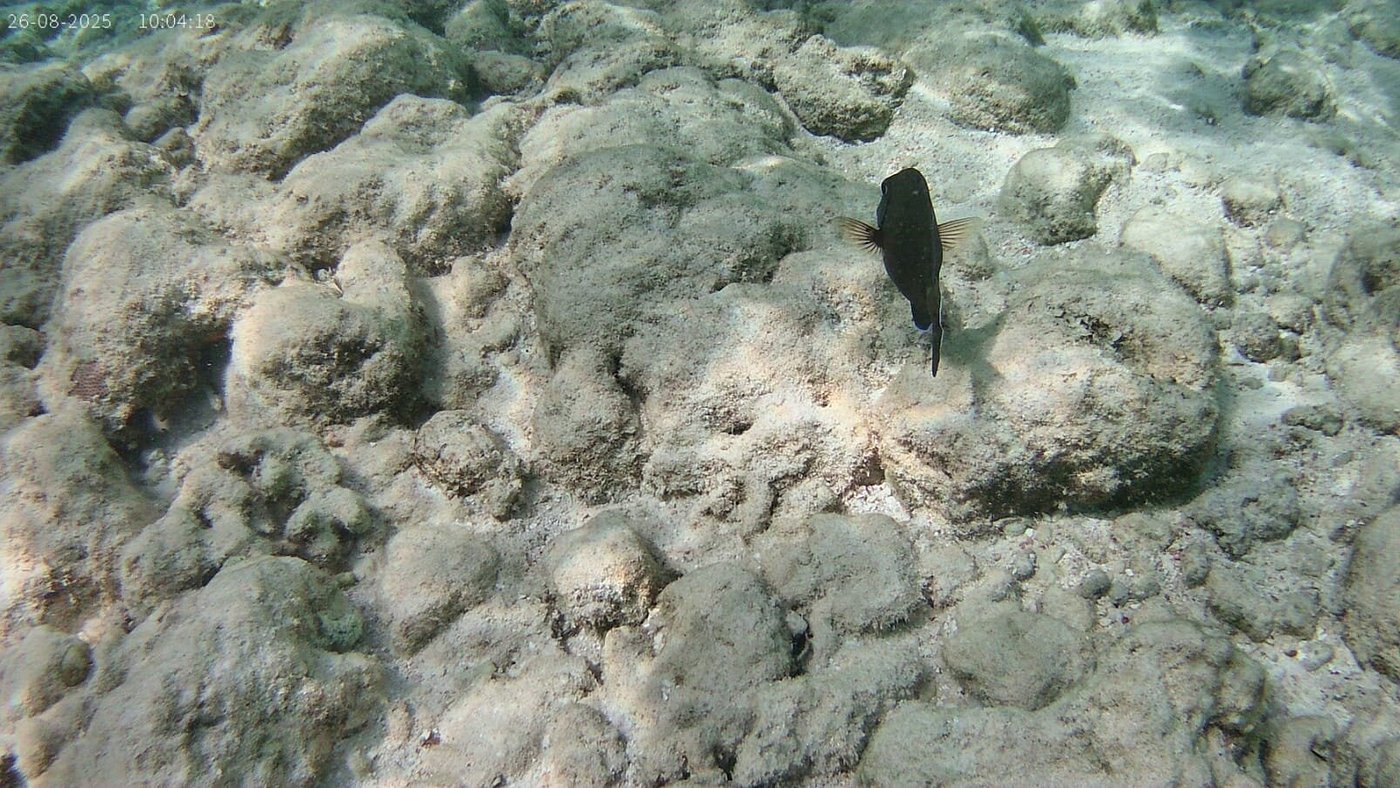 Close-up of a colorful reef fish swimming near coral formations