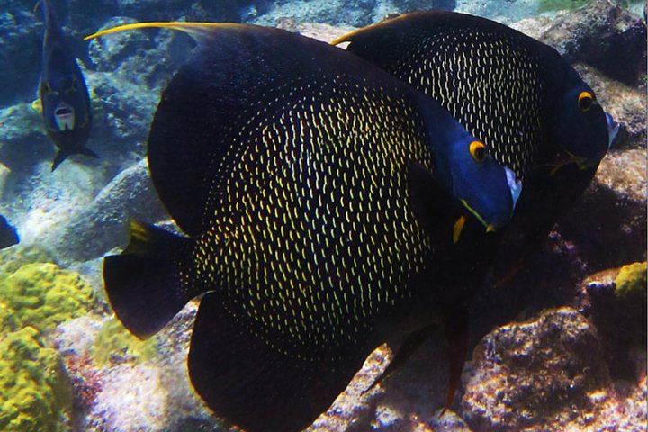 School of tropical fish swimming above coral reef