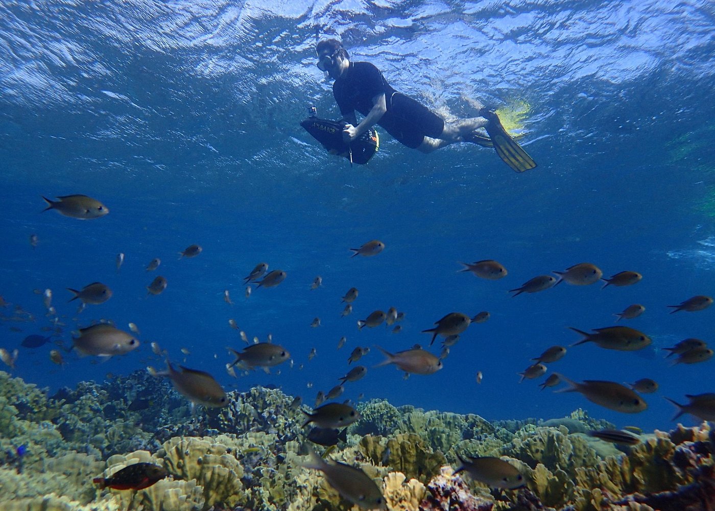 A diver in black gear using an underwater scooter, swimming above a vibrant coral reef with many small fish.