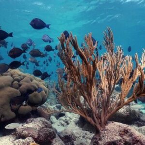 Vibrant coral reef with tropical fish during Aruba snorkeling adventure