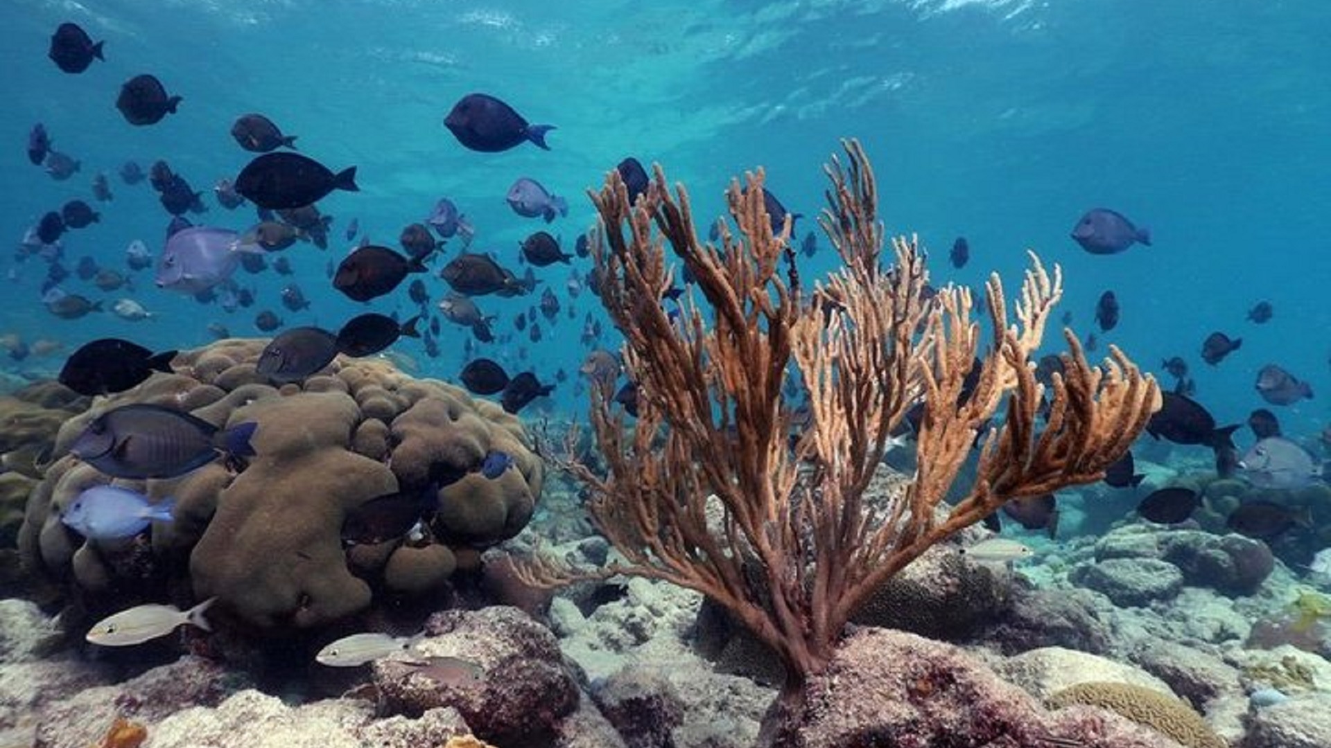 Vibrant coral reef with tropical fish during Aruba snorkeling adventure