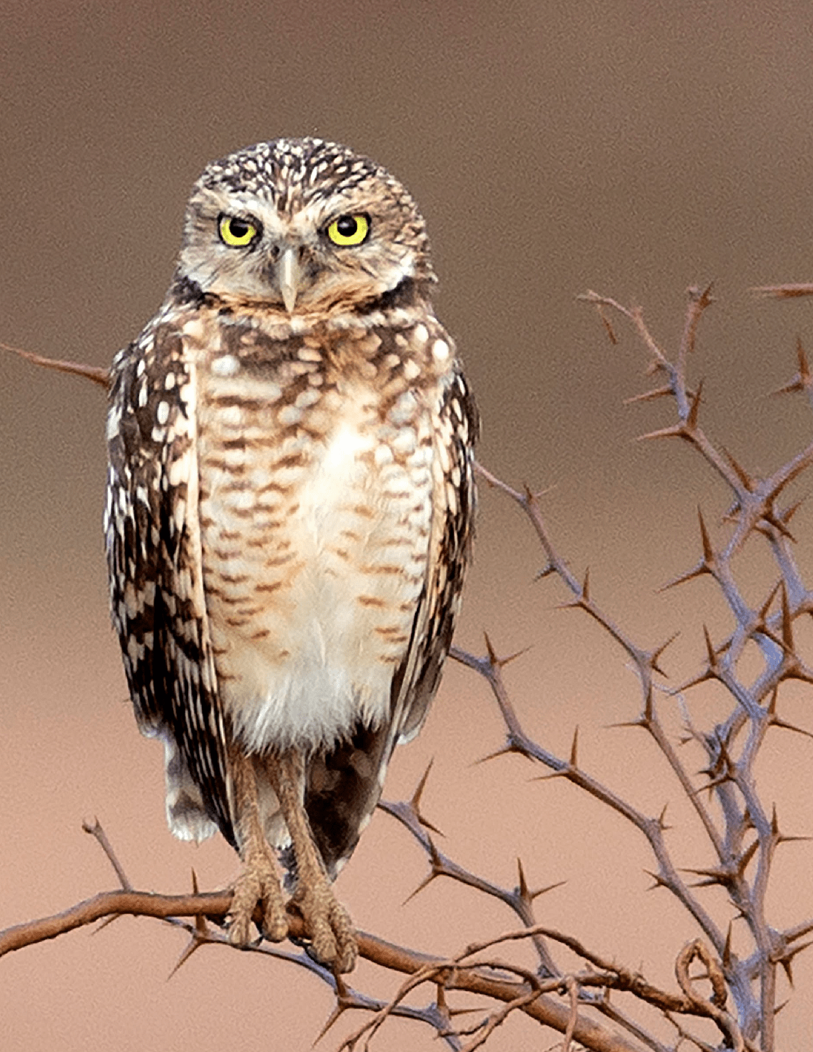 Burrowing owl perched on thorny branch