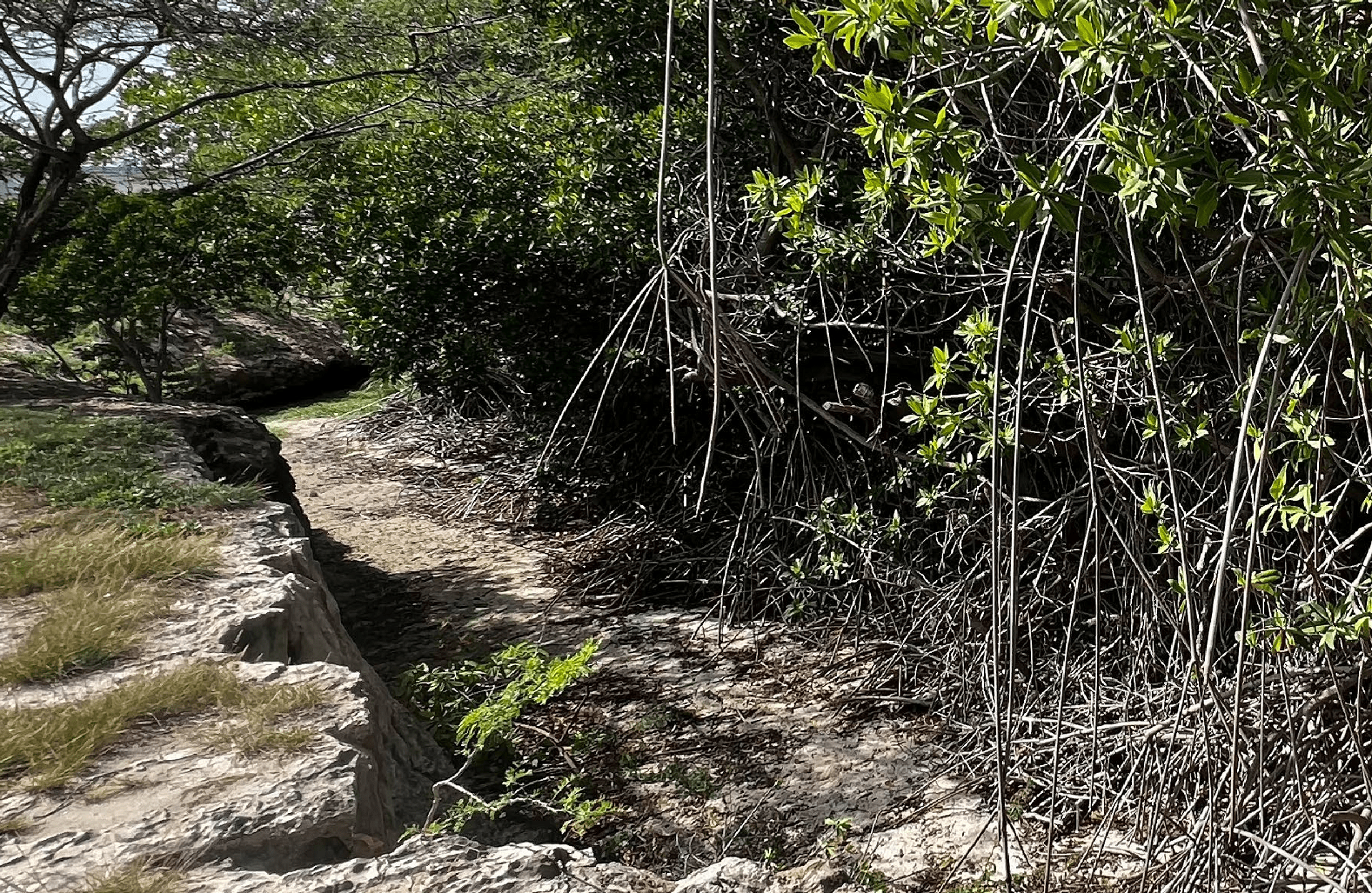 Aruba mangrove roots and coastal vegetation providing natural shoreline protection against erosion and climate change impacts.