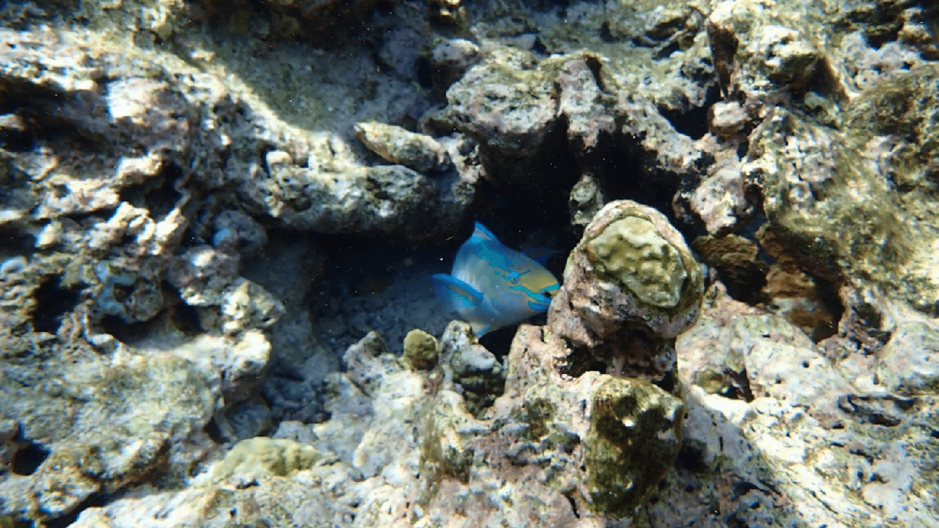 Coral Reef Fish Marine Ecosystem