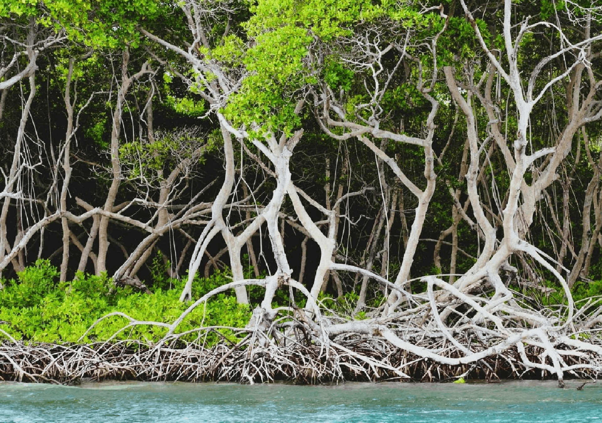 Mangrove Forest Coastal