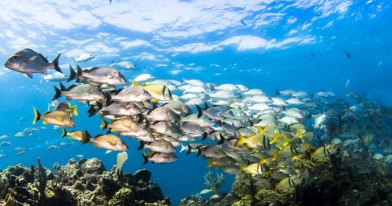 Instructor teaching snorkel equipment use by the shore