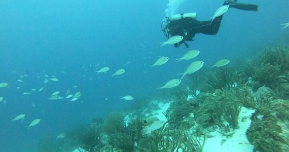 wreck during dive tour