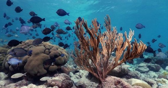 Vibrant coral reef with tropical fish during Aruba snorkeling adventure